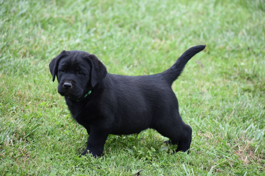 Du Moulin Sault - Chiots disponibles - Labrador Retriever