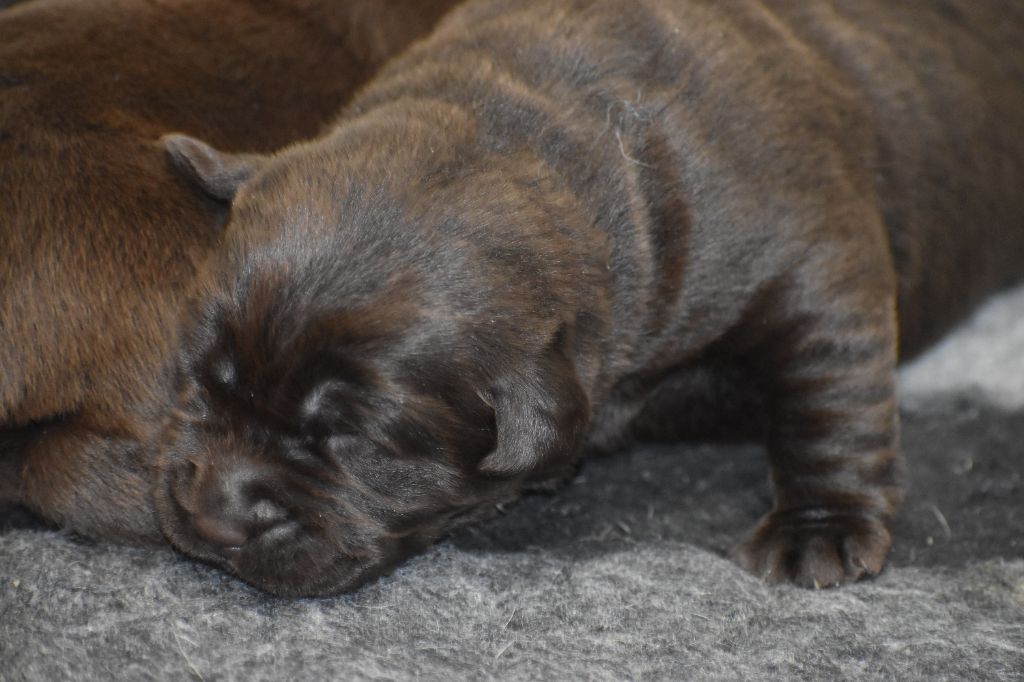 Du Moulin Sault - Chiots disponibles - Labrador Retriever