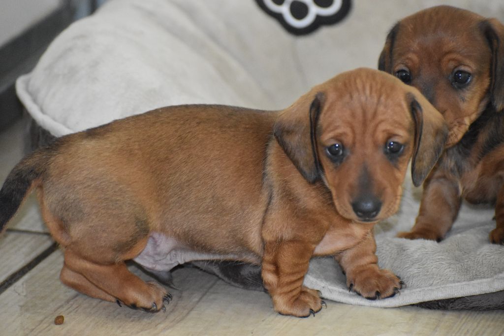 Du Moulin Sault - Chiots disponibles - Teckel poil ras