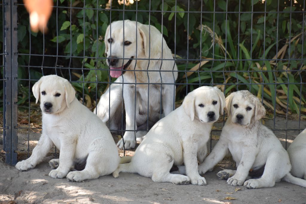 Du Moulin Sault - Chiots disponibles - Labrador Retriever