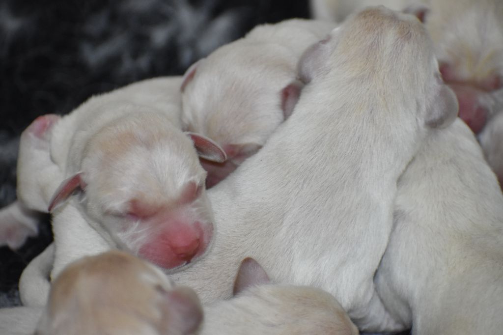 Du Moulin Sault - Chiots disponibles - Labrador Retriever