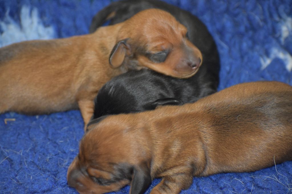 Du Moulin Sault - Chiots disponibles - Teckel poil ras