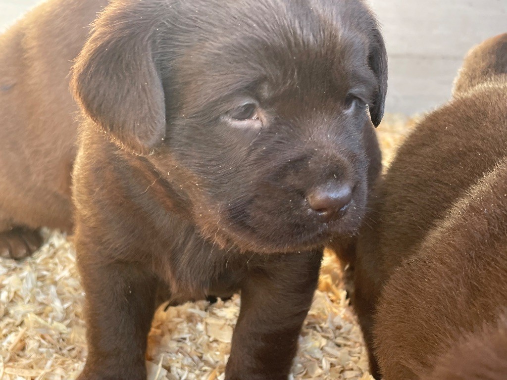 Du Moulin Sault - Chiots disponibles - Labrador Retriever