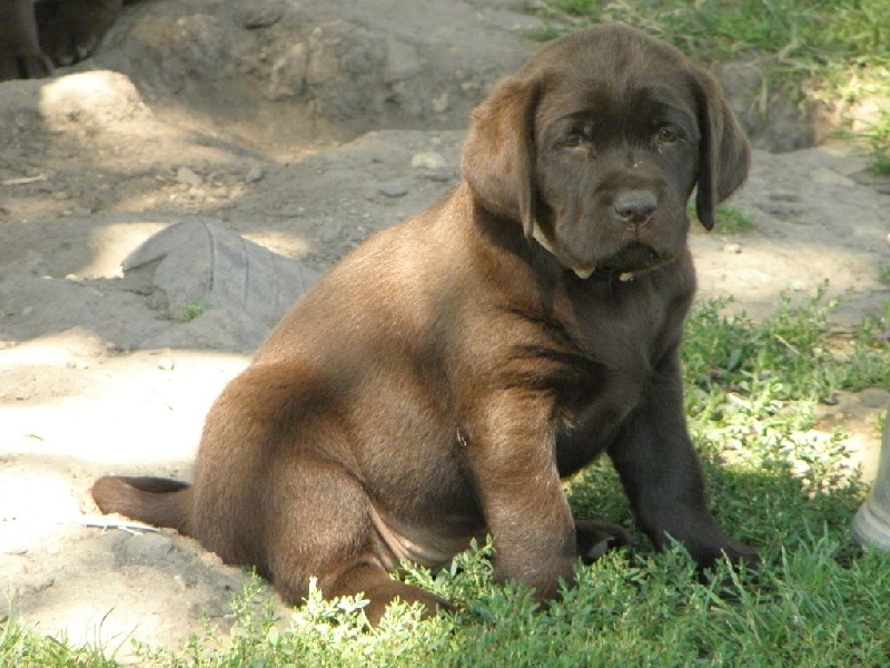 Du Moulin Sault - Labrador Retriever - Portée née le 12/05/2014
