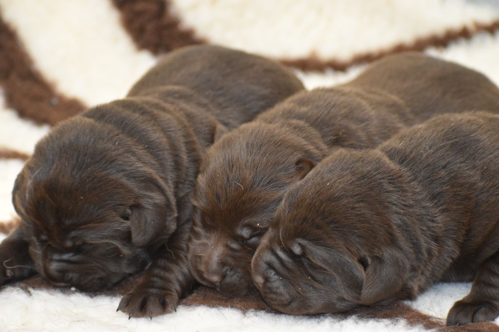 Du Moulin Sault - Chiots disponibles - Labrador Retriever