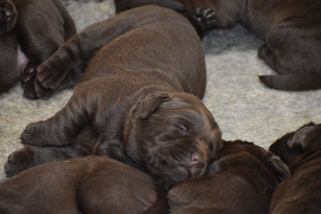 Du Moulin Sault - Chiots disponibles - Labrador Retriever