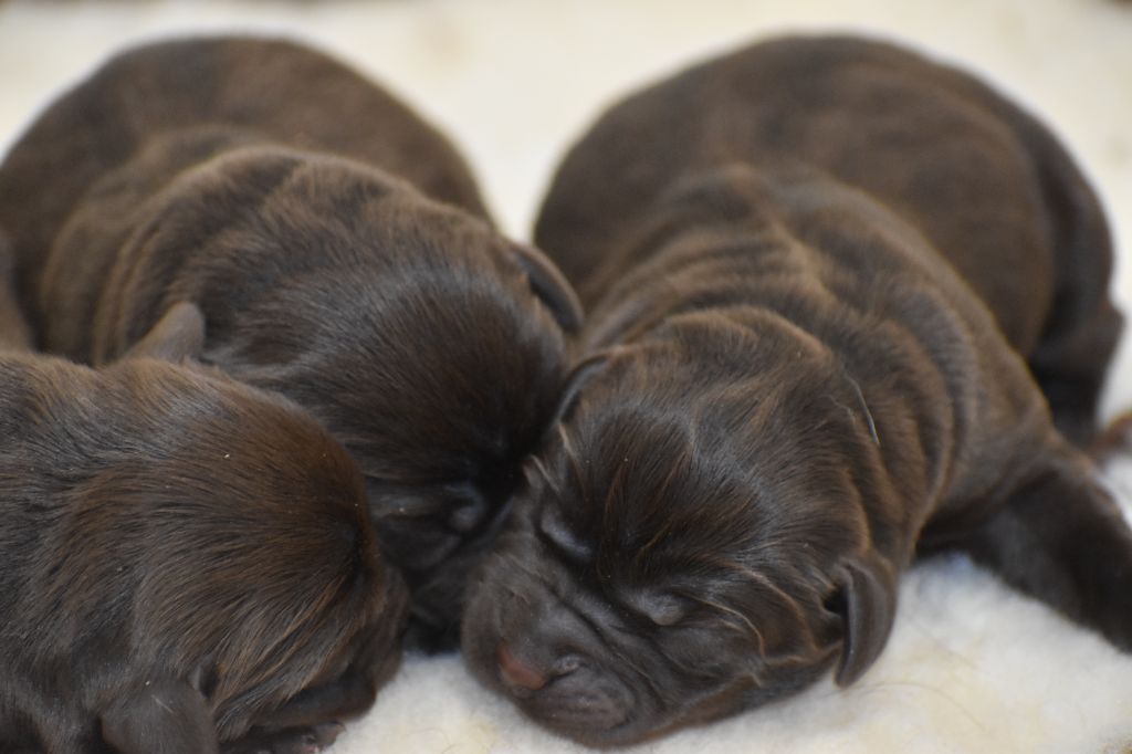 Du Moulin Sault - Chiots disponibles - Labrador Retriever