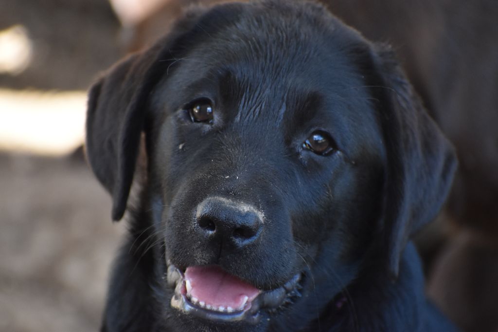 Du Moulin Sault - Chiots disponibles - Labrador Retriever
