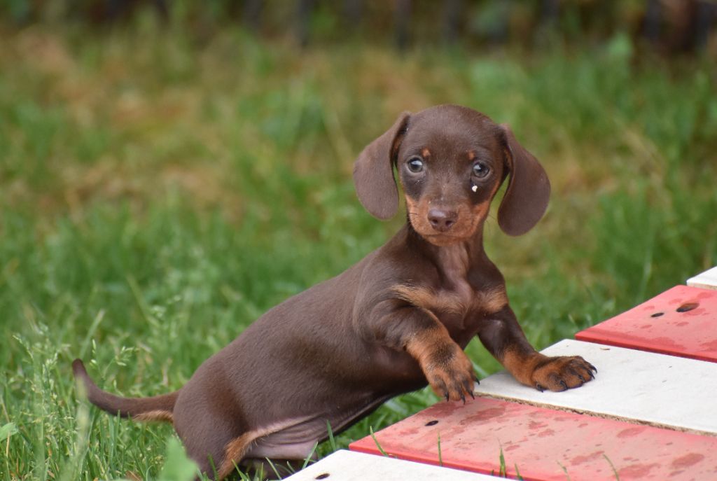 Du Moulin Sault - Chiots disponibles - Teckel poil ras