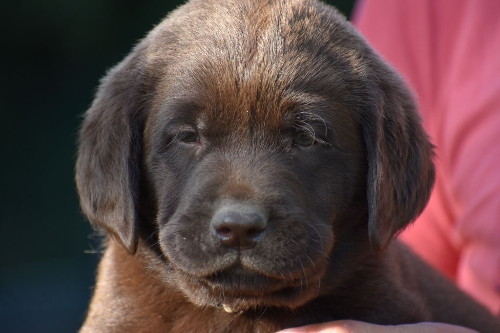 Du Moulin Sault - Chiots disponibles - Labrador Retriever