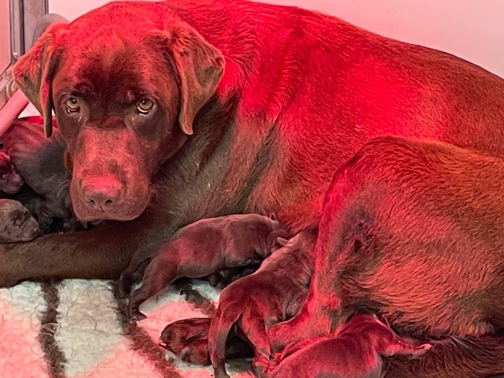 Du Moulin Sault - Chiots disponibles - Labrador Retriever