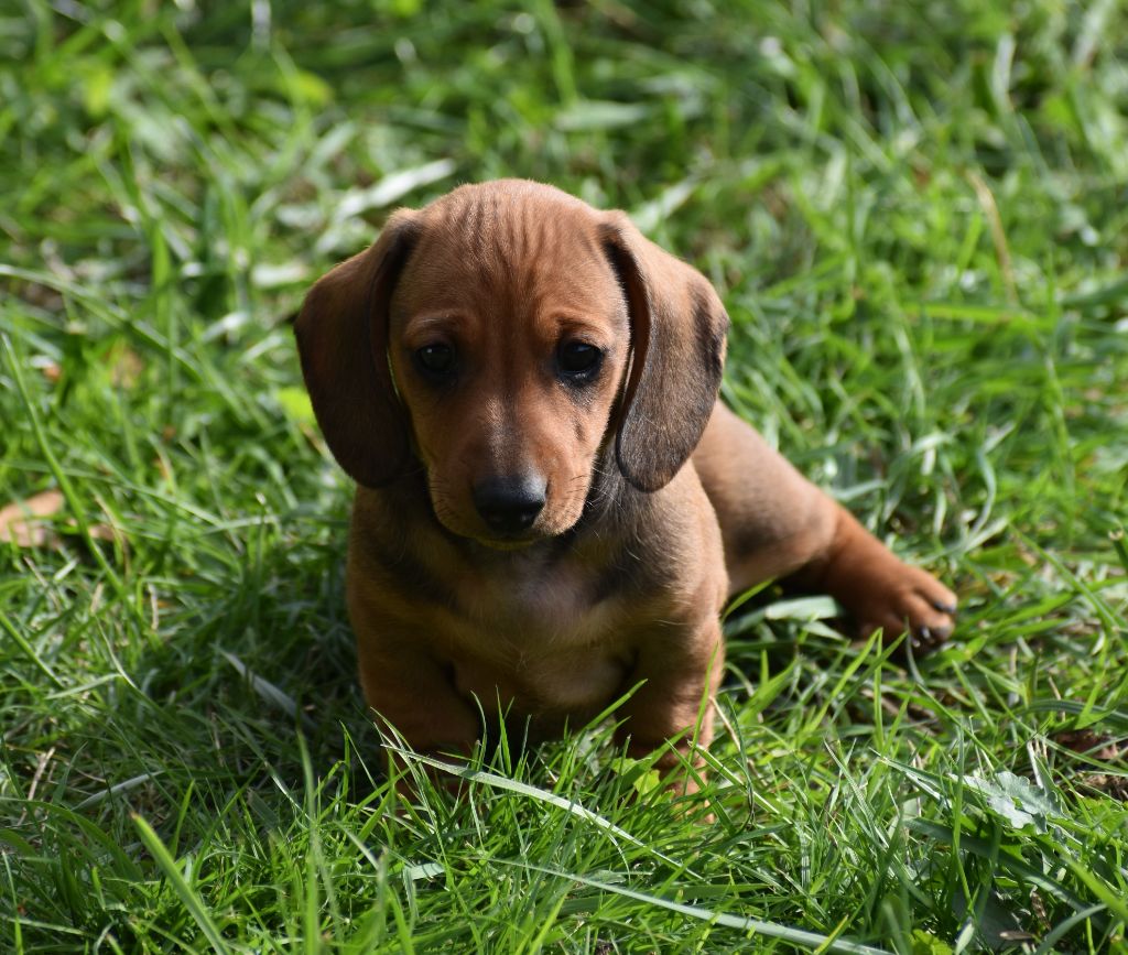 Du Moulin Sault - Chiots disponibles - Teckel poil ras