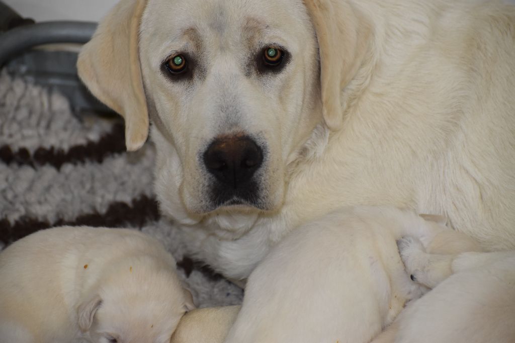Du Moulin Sault - Chiots disponibles - Labrador Retriever