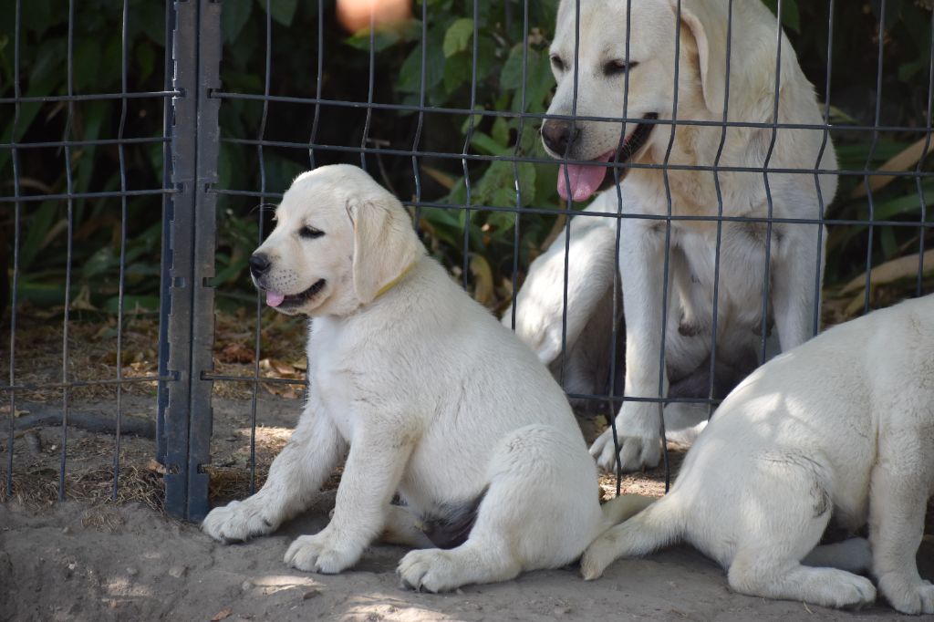 Du Moulin Sault - Chiots disponibles - Labrador Retriever