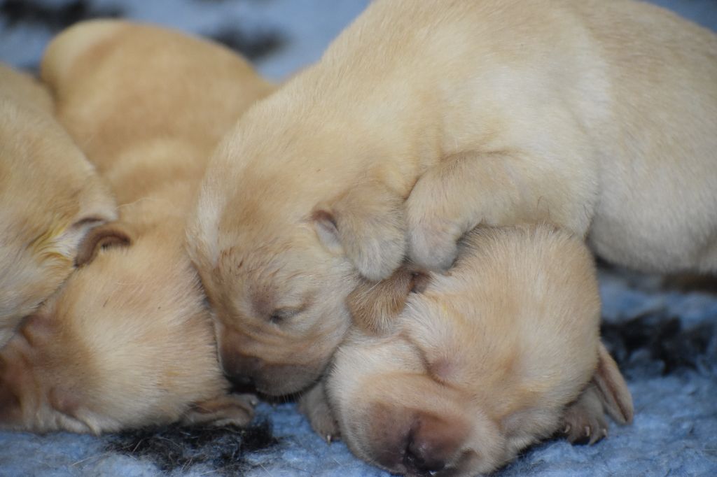 Du Moulin Sault - Chiots disponibles - Labrador Retriever