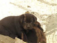 CHIOT