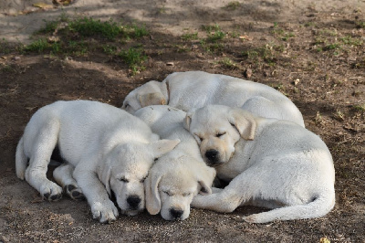 CHIOT