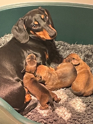 Femelle teckel nain poil ras fauve