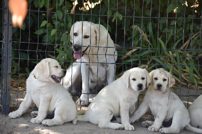 CHIOT