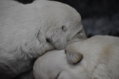 CHIOT