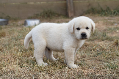 CHIOT