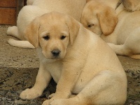 CHIOT