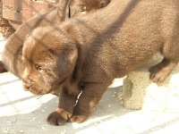 CHIOT