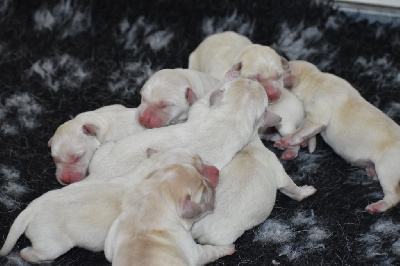 CHIOT