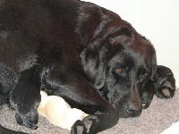 CHIOT