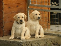 CHIOT
