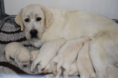 CHIOT