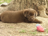 CHIOT