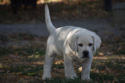 CHIOT