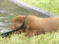 CHIOT