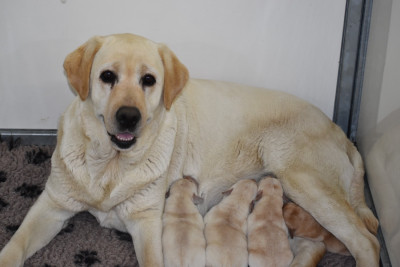 Chiot N°4