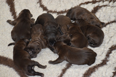 CHIOT 3