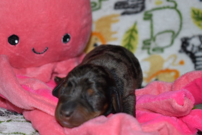 CHIOT 1