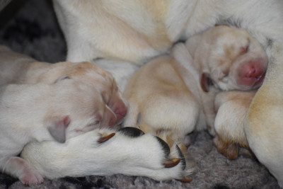 CHIOT 2