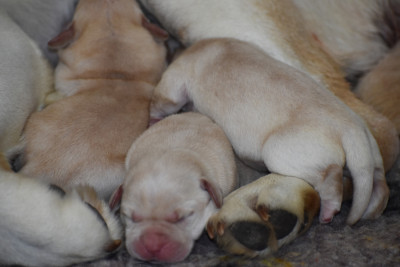 CHIOT 3