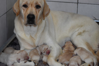 CHIOT 6