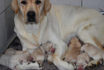 CHIOT 9