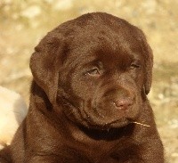 Femelle Chocolat