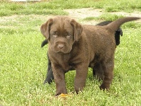 CHIOT