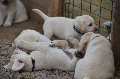 CHIOT