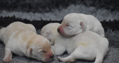 CHIOT