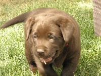 CHIOT