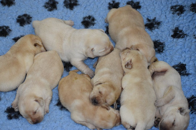 CHIOT