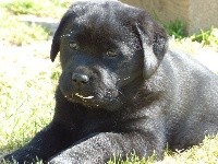 Femelle Noire