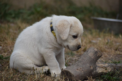 CHIOT
