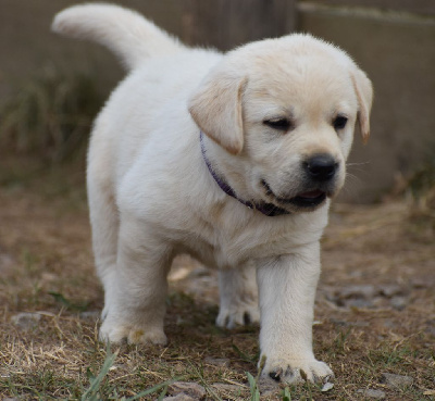 CHIOT